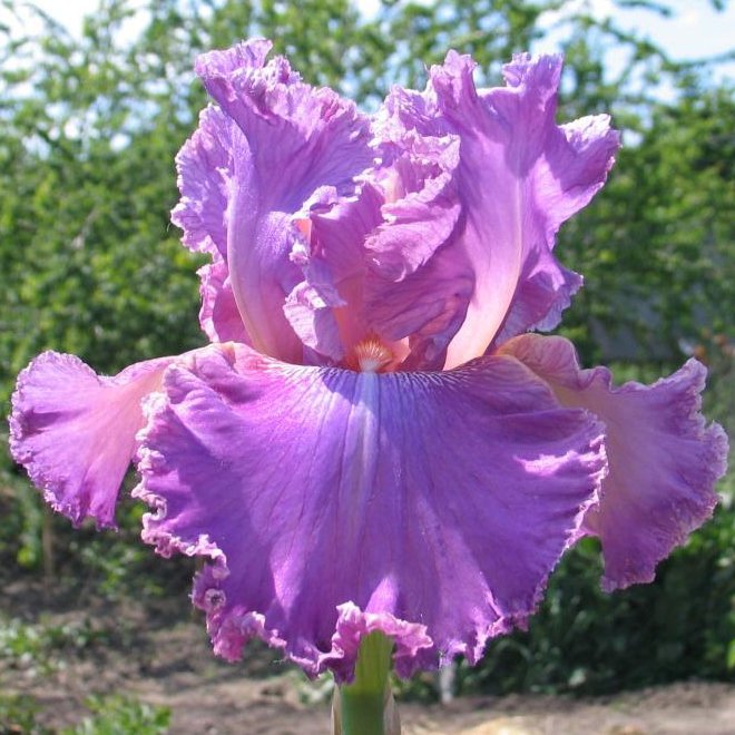 Kaligazam  (Калігазам)