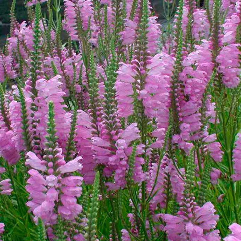 Фізостегія рожева