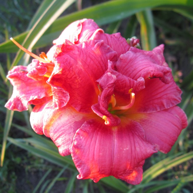 Little Show Stopper (Літл Шоу Стоппе)