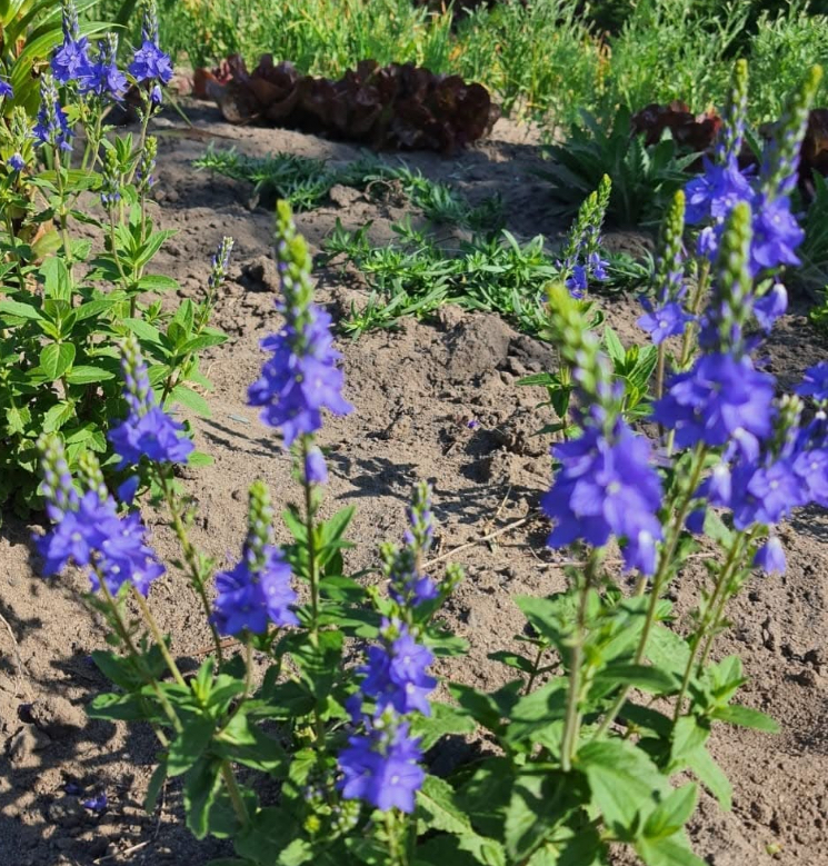 Вероніка колоскова альпійська