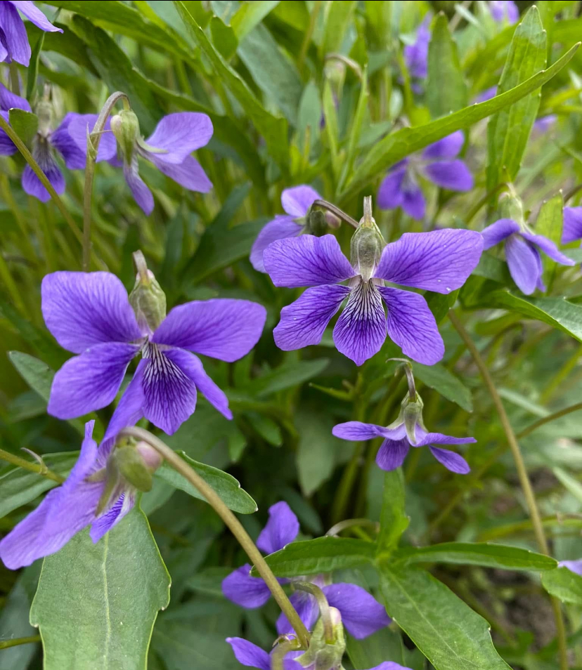 Фіалка кущова синя