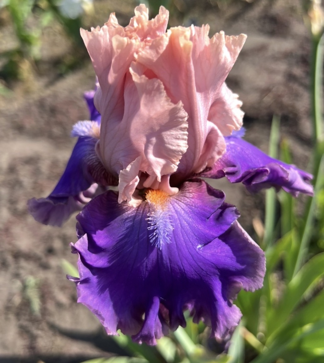 Florentine Silk (Флорентейн Сілк)
