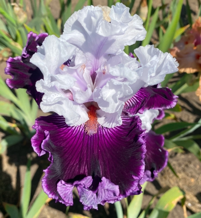 Dinner Talk (Діне Толк)