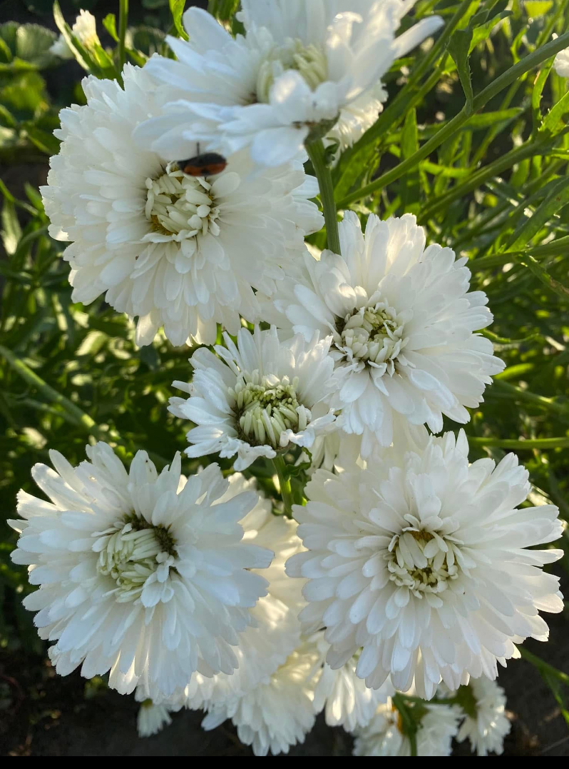 Вікторіан Сикрет