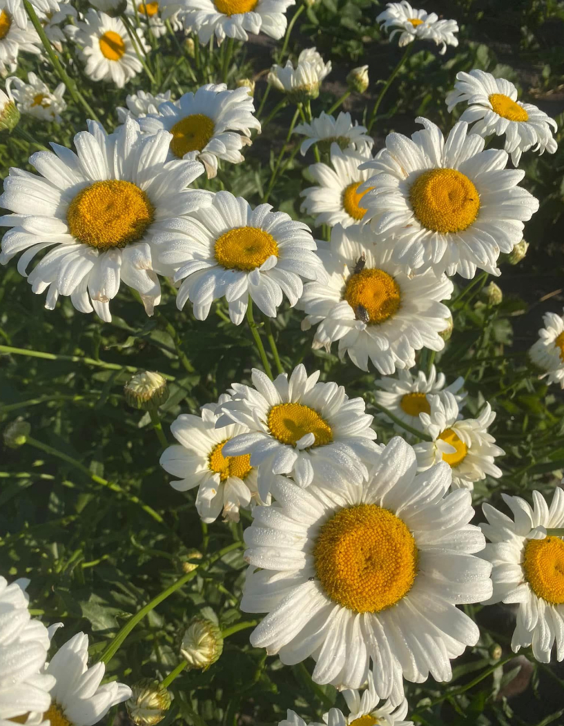 Королівська