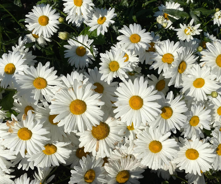 Срібна Принцеса