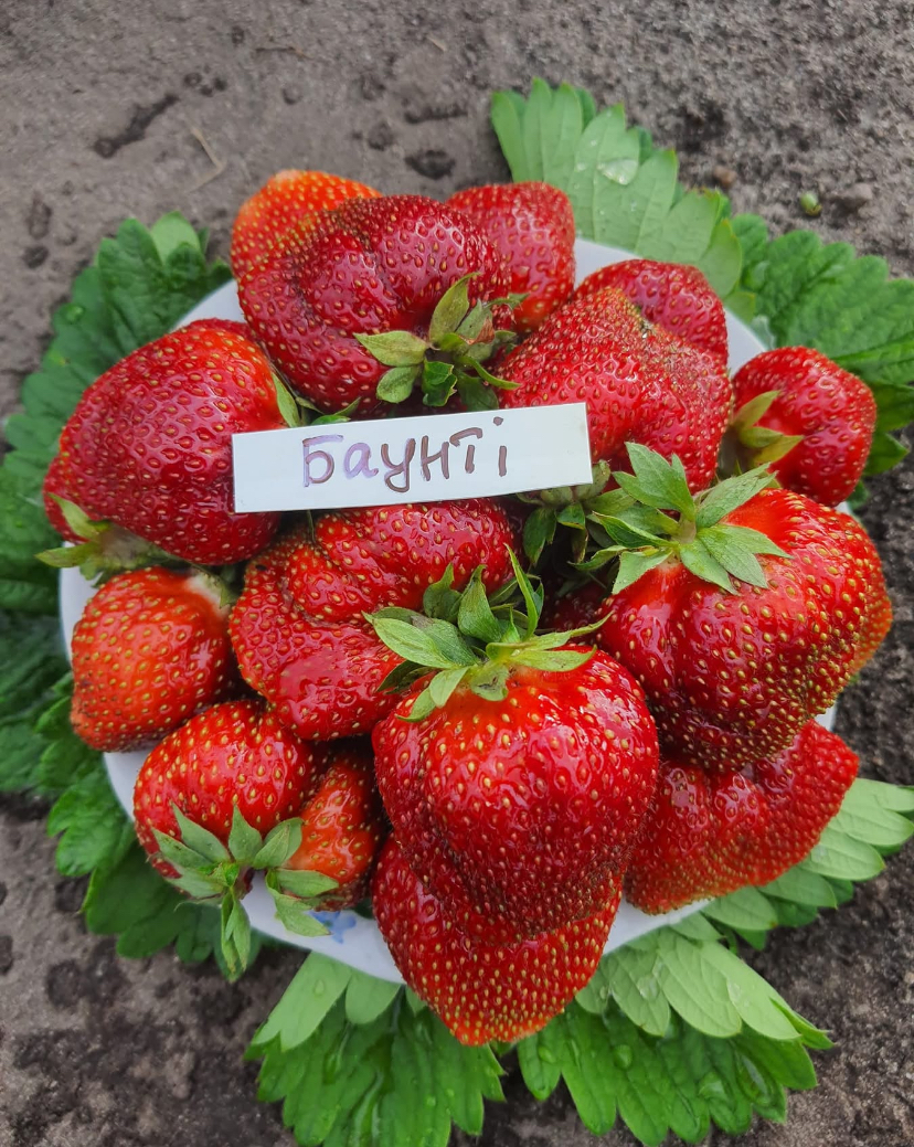 Баунті