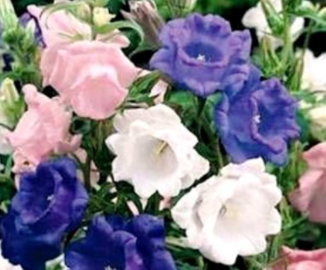 Дзвоник середній