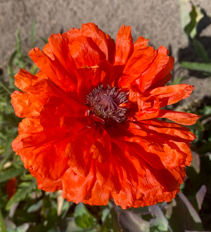 Мак багаторічний махровий