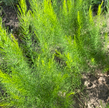 Аспарагус альпійський