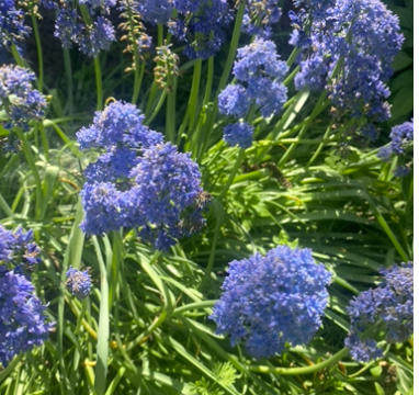 Мускарі махрові