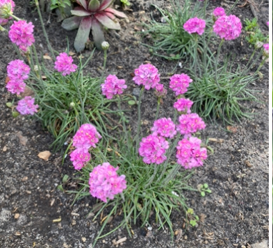 Армерія рожева