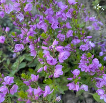 Вероніка рожева