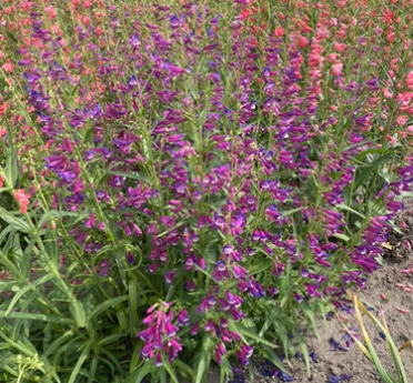 Пенстемон суміш 10 шт