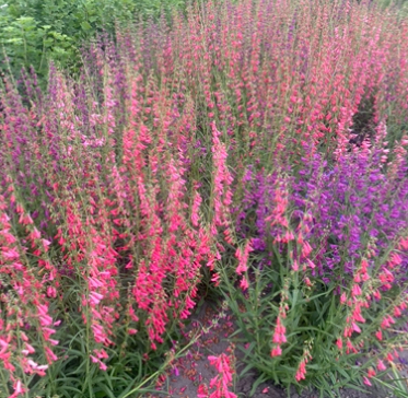 Пенстемон суміш