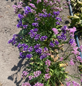 Кермек татарський суміш