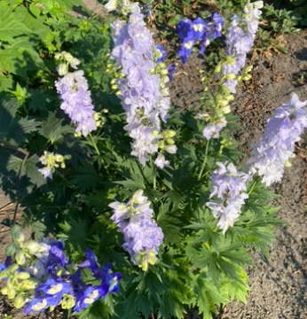 Дельфініум