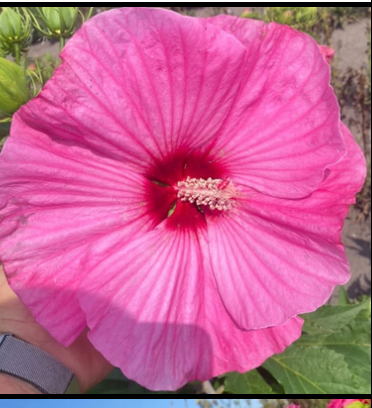 Гібіскус рожевий