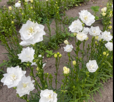 Дзвоник махровий La Bon Amy