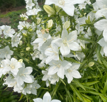 Кампанула Наречена