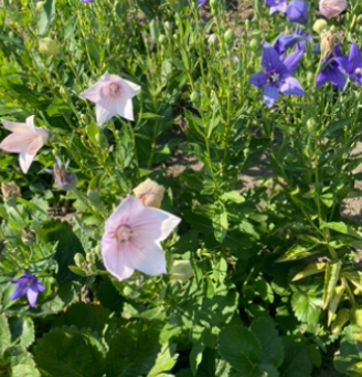 Платикодон суміш