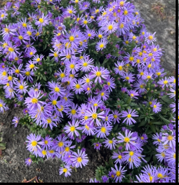 Айстра багаторічна (морозець) альпійська