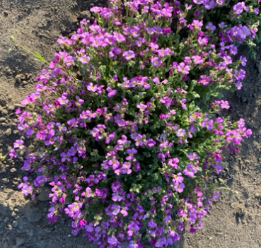 Обрієта рожева