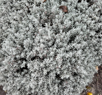 Сантоліна срібляста