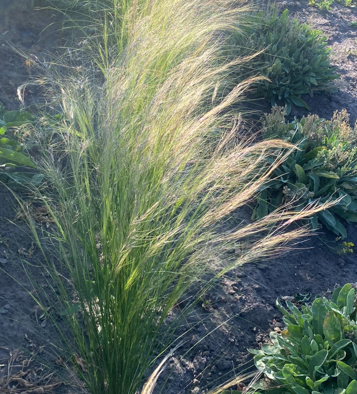 Ковила Хвіст Поні