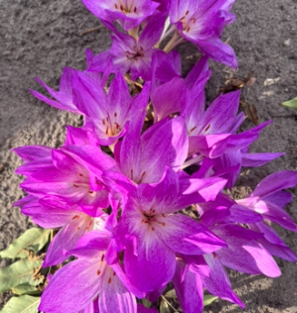 Колхікум бузковий