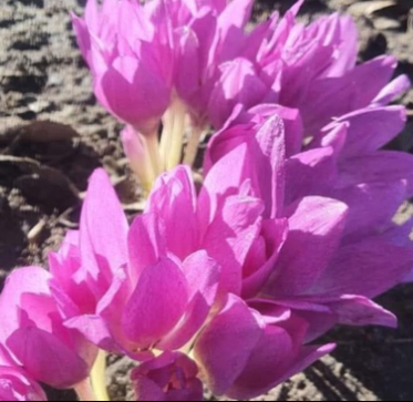 Колхікум рожевий