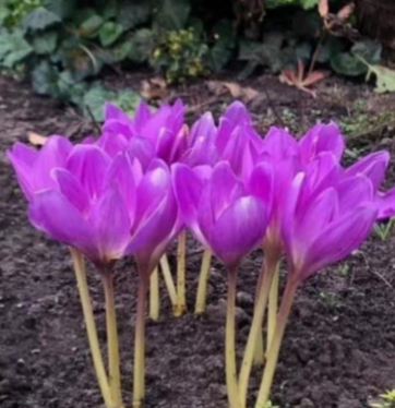 Колхікум рожевий  10 шт