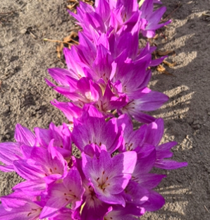 Колхікум бузковий 10 шт