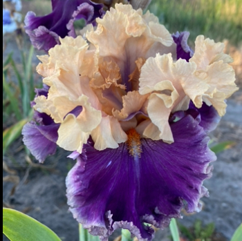 Astrobubbles (Астробаблес)