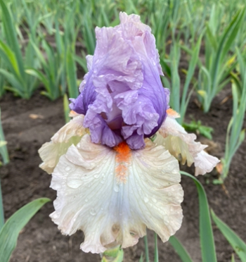 Back On Stage (Бек Он Стейдж)