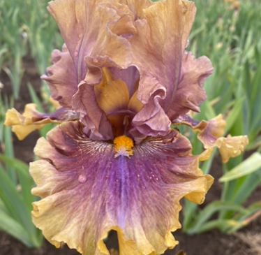 Big Band (Біг Бенд)