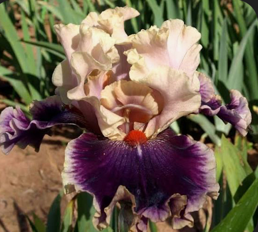 Born This Way (Борн Зіс Вей)