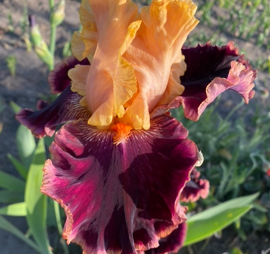 Catwalk (Кетвалк)