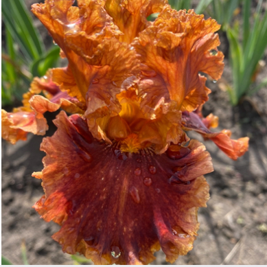 Chestuns Riasting (Честунс Рейстінг)