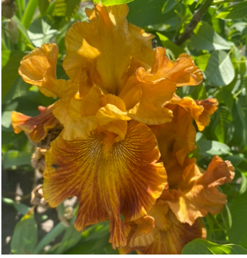 Classic Suede (Класік Сʼюд)