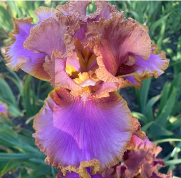 Competitive Edge (Компететив Эйдж)