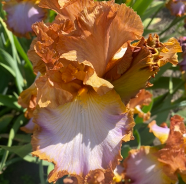 Different World (Діфферент Уолд)