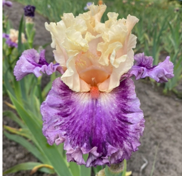 Crowned in Glory (Кровнід Ін Глорі)