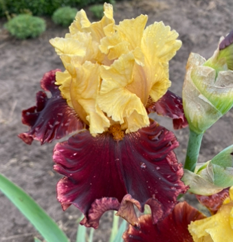 Dad’s a Pirate (Дедз э Пайрет)