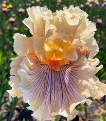 Dreamalot (Дремлот)