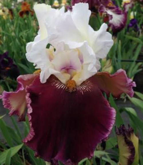 Dreaming of Rio (Дреамінг Оф Ріо)