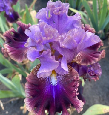 Electric Candy (Електрік Кенді)