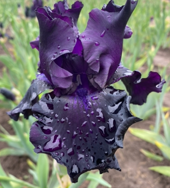 Fade To Black (Фейд Ту Блек)