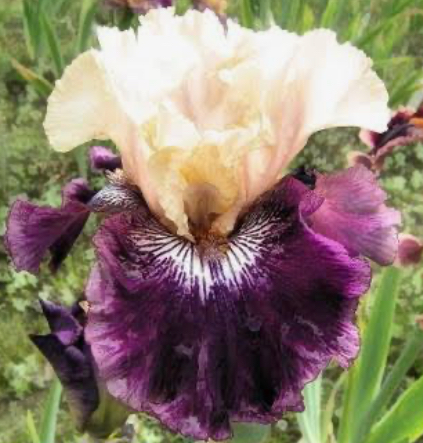 Flutes Alfresco (Флютс Алфреско)