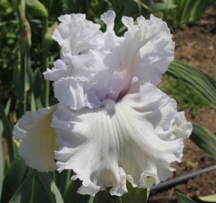 For the Soul (Фо Зе Соул)